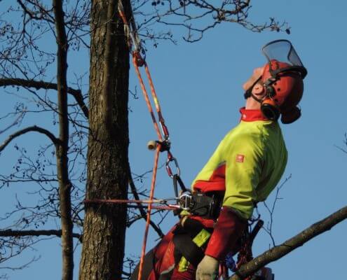 vor dem wurzelstockfräsen erst den baum fällen