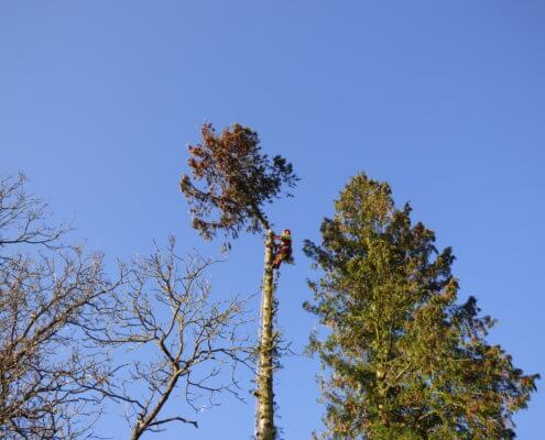 vor dem wurzelstockfräsen erst den baum fällen