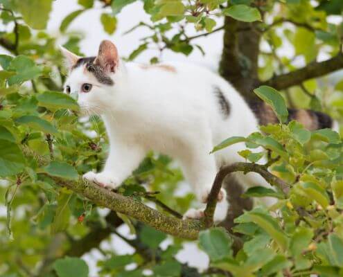 Katze kommt alleine vom Baum nicht mehr runter