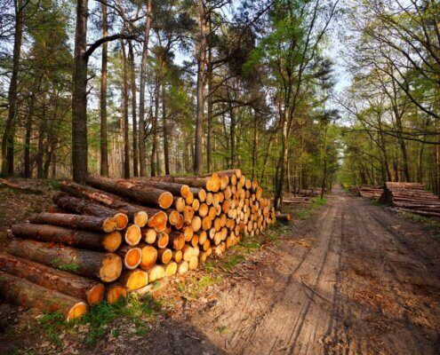 Forstdienstleistungen - Holzeinschlag richtig geordnet