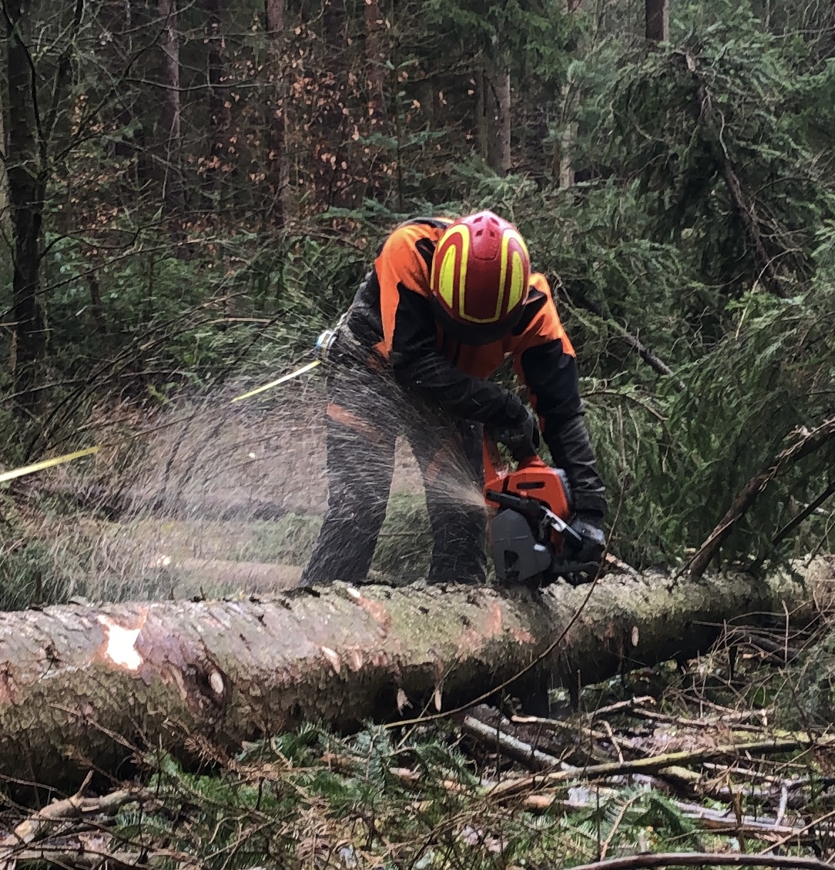 Forstdienstleistungen